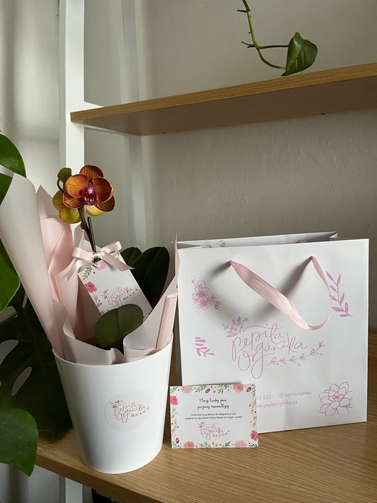 Orquidea mediana + porta maceta