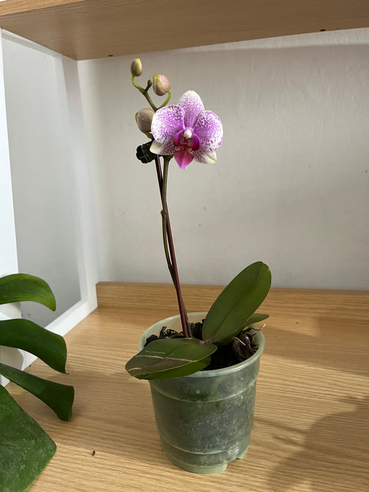 Mini orquideas sin maceta