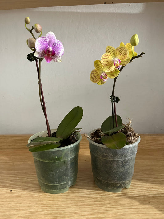 Mini orquideas sin maceta