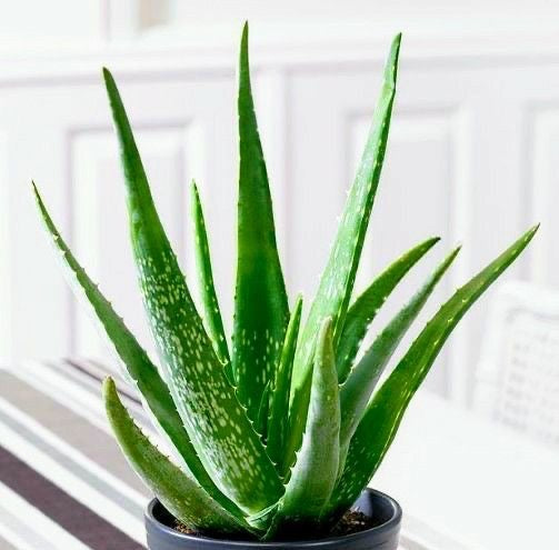 Sávila en maceta plastico grande