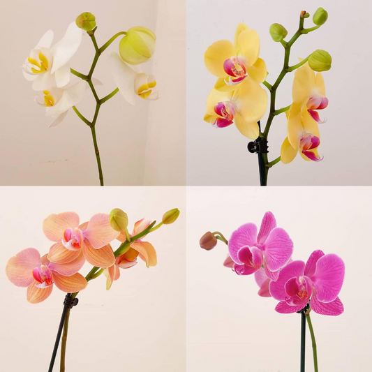 Orquídea 1 Vara Sombrerera