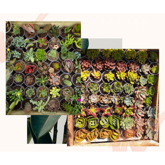 12/50/100 Mini Suculentas