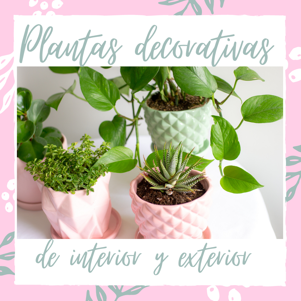 Plantas Decorativas