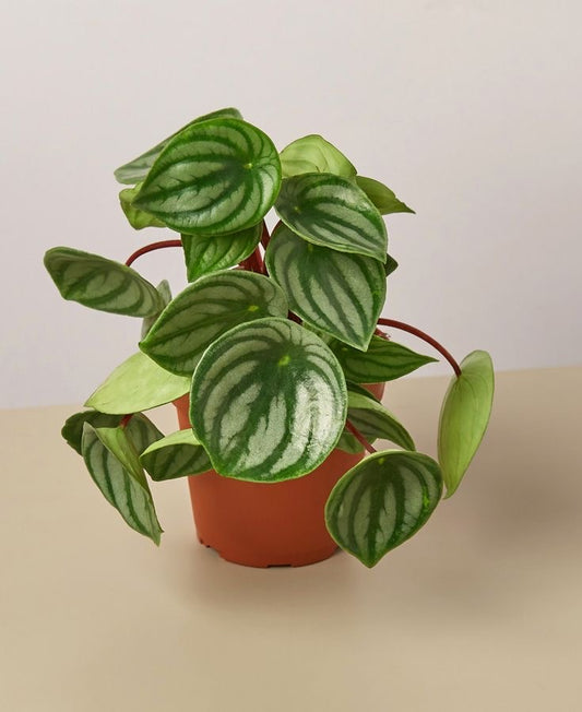 Peperomia en maceta plástico