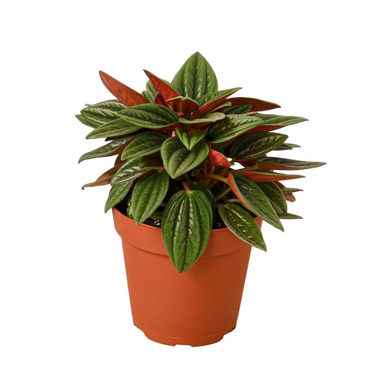 Peperomia pequeña