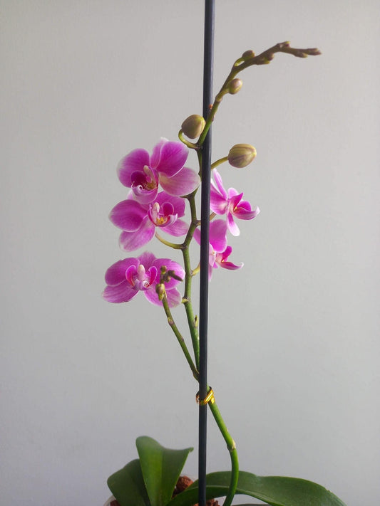 Orquidea en maceta plástica