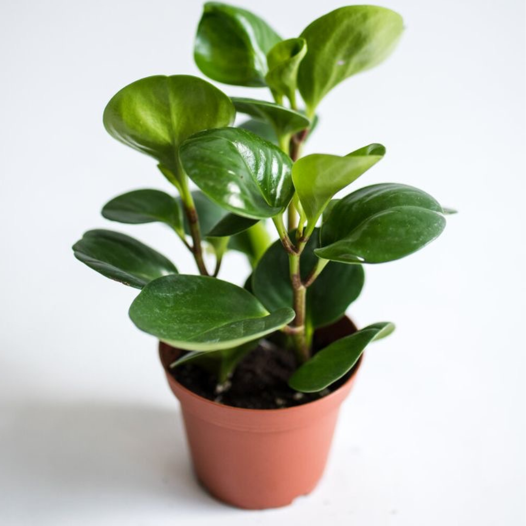 Peperomia verde maceta de plástico